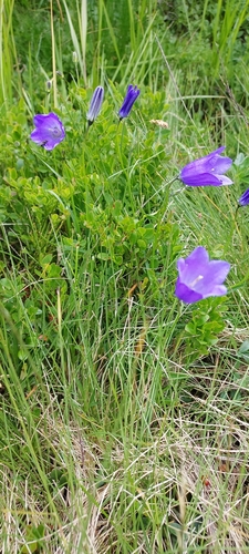 Campanula serrata, photograph 2