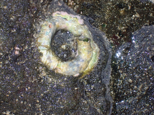 Thylacodes variabilis observed 2026-07-12