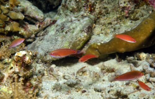 Paracheilinus lineopunctatus observed 2026-07-14
