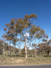 Eucalyptus rubida rubida