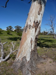 Eucalyptus rubida rubida