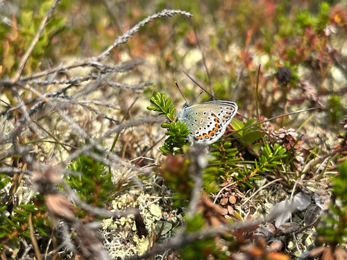 Northern Blue