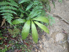 Cephalantheropsis obcordata