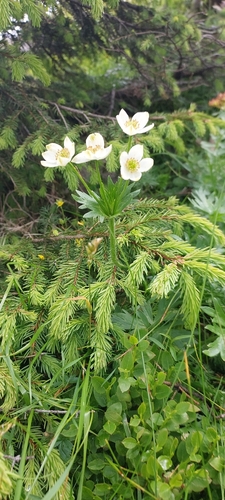 Anemonastrum narcissiflorum, photograph 5