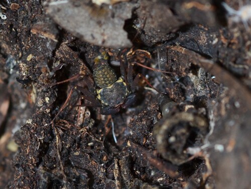 Florida Tailless Whipscorpion photo 5