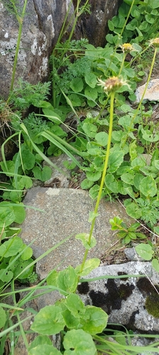 Doronicum carpaticum