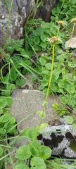 Doronicum carpaticum