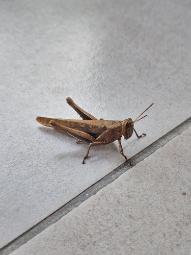 Abracris flavolineata