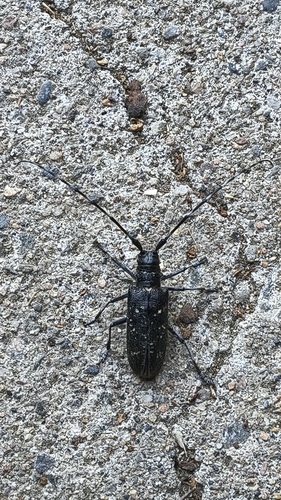 Black Pine Sawyer Beetle