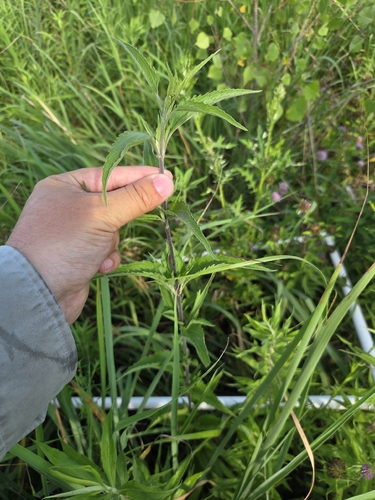 late boneset