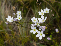 Gentianella diemensis