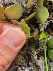 Asplenium appendiculatum maritimum