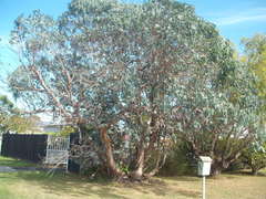 Eucalyptus perriniana