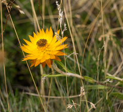 Xerochrysum subundulatum
