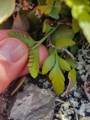 Asplenium appendiculatum maritimum