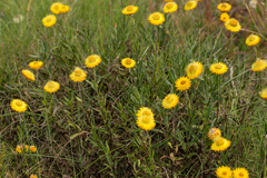 Xerochrysum subundulatum