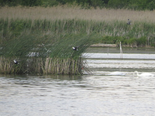 iNaturalist image