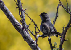 Polioptila melanura