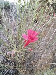 Ipomopsis tenuifolia