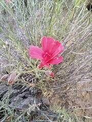 Ipomopsis tenuifolia