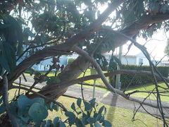 Eucalyptus perriniana