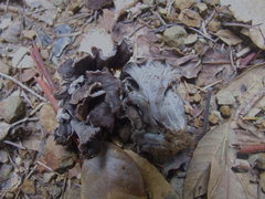 Craterellus atrocinereus