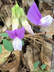 Lathyrus nevadensis