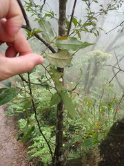 Castanopsis carlesii