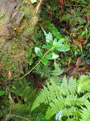 Lysionotus pauciflorus