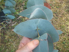 Eucalyptus perriniana
