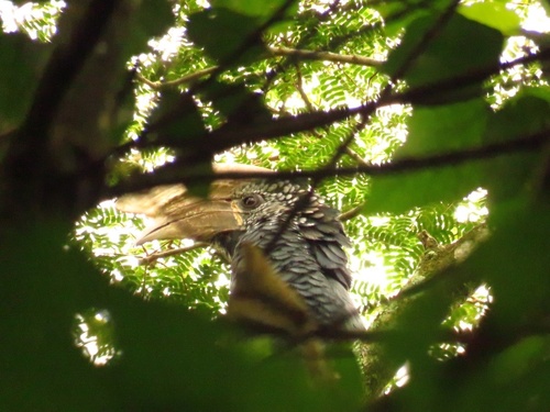 Silvery-cheeked Hornbill