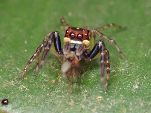 Petemathis portoricensis