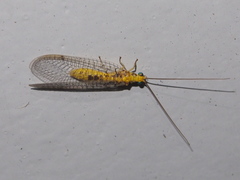 Italochrysa