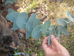 Eucalyptus perriniana