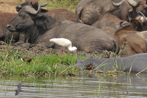 iNaturalist image