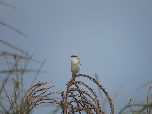 Singing Cisticola