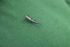 Claeoderes radulirostris