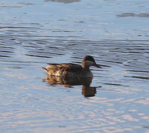 iNaturalist image