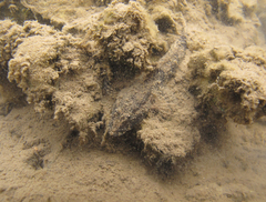 Psammogobius biocellatus