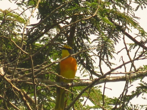 Sulphur-breasted Bushshrike
