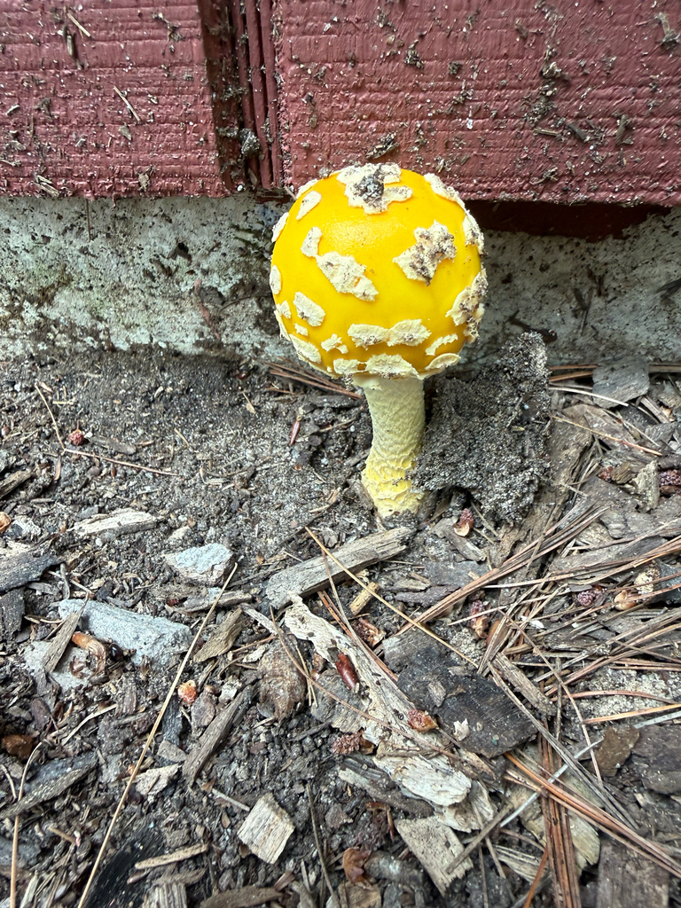 American Yellow Fly Agaric · July 2026 · photo: Photo: (c) Stacy R, some rights reserved (CC BY) · iNaturalist