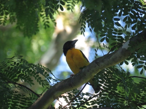 Dark-backed Weaver