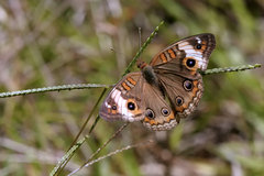 Junonia zonalis