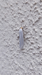 Pygarctia roseicapitis