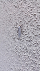 Pygarctia roseicapitis