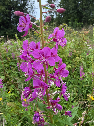 fireweed