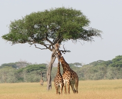 Giraffa camelopardalis tippelskirchi