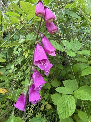 purple foxglove