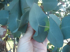 Eucalyptus perriniana