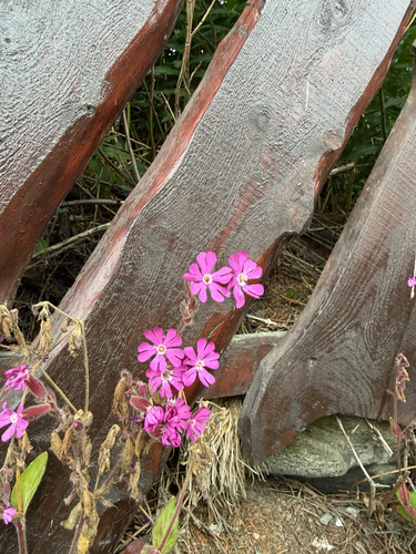 red campion